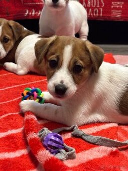 Jack Russell teriér s PP kluci