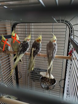 Korela letošní mladé.