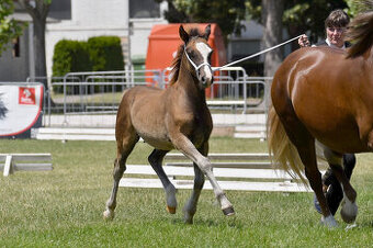 Welsh pony of cob type