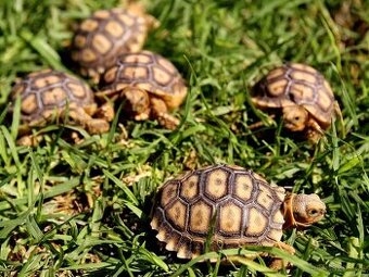 želva ostruhatá Geochelone sulcata