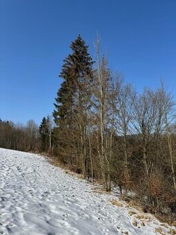 Prodám lesní pozemky v k.ú. Zborov na Moravě