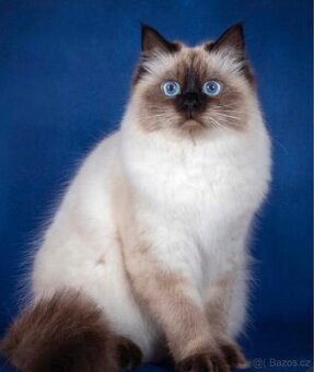 Nēvska Maškaráda kočka s PP