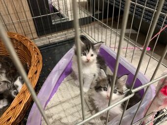 Koťátka Mainské Mývalí