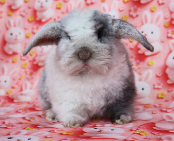 Zakrslý králíček rex beránek LT sameček - 1