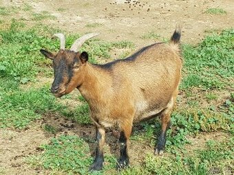 Prodám holandské zakrslé kozy