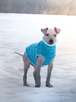 Americký bezsrstý teriér