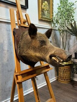 Lovecká trofej - Divoké prase (141047)