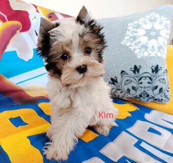 Jorkšírský teriér