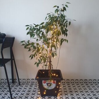 Fíkus Benjamin 120 cm