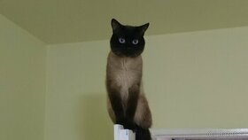 Siamskeho kocourka ke kryti