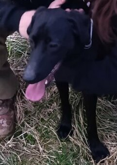 Daruji stene vymarsky ohar & labrabor