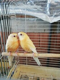 Papoušek zpěvavý oranž- rubino 0.1 - 1