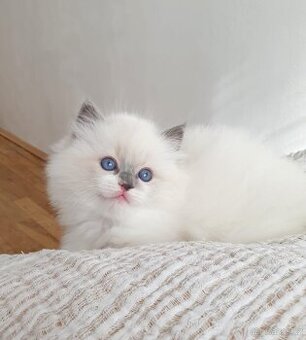 Ragdoll koťátko, holčička blue mitted s PP