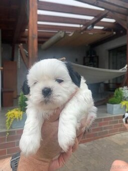Šťeňátka se znaky plemene Shih tzu