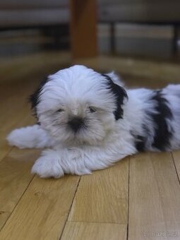 Šťeňátka Shih tzu