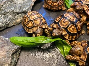 Mláďata: želva pardálí babcocki) – vlastní odchov
