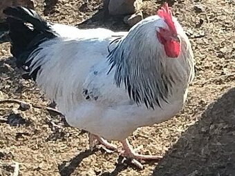 Kohouti Sussex s kolumbijskou kresbou