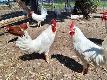 KOHOUTI LEGHORN A VALASKA KOROPTVI