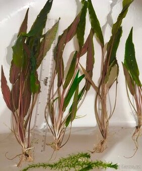 Cryptocoryne undulata