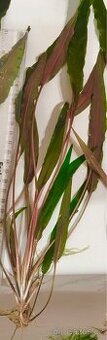 Cryptocoryne undulata
