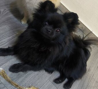 Pomeranian chlapeček ke krytí PP