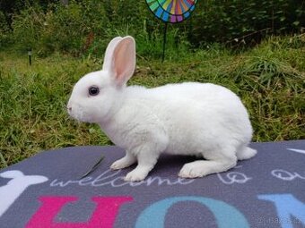Zakrslý Králíček hladký / Rex