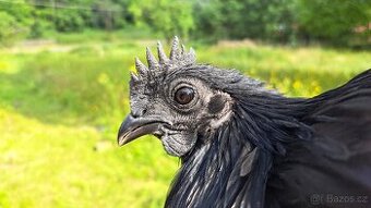 Kohouti Ayam Cemani