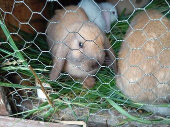 Králíčci beránci