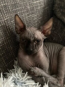 Kanadský sphynx
