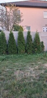 Prodám 25 kusů thují.