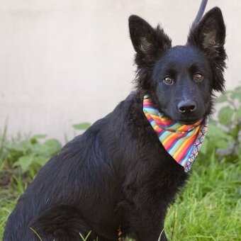 🐾 Rozkošné štěně hledá svůj domov 💛