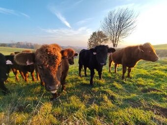 Hovězí maso z mladého býka Angus