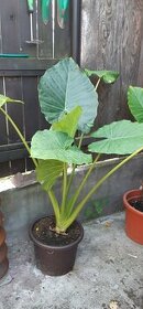 Kolokazie jedlá-Taro