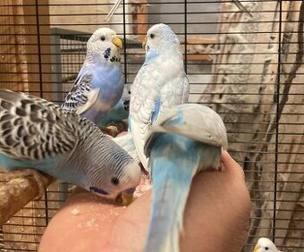 Prodám Andulky modrobílé