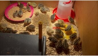 Krepelky japonské -kuřátka 10 dní