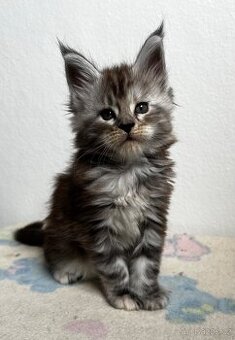 Mainská mývalí s pp kočička