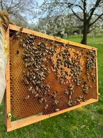 Oddělky včelstva 2024
