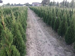 Thuja smaragd  AKCE