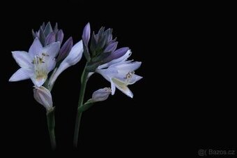 Hosta Bohyska