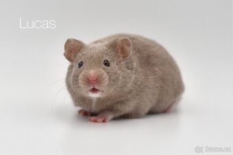Křeček syrský s PP