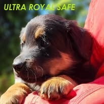 Hovawart - štěňata s PP Royal Safe