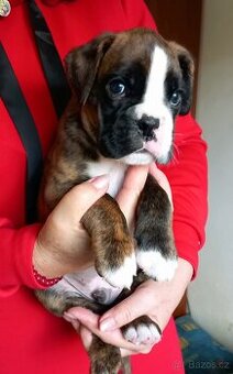 německý boxer s PP štěně