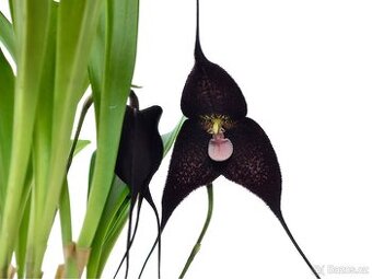 Orchidej Dracula Raven Jet - 1