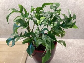 Monstera minima