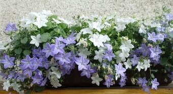 CAMPANULA ISOPHYLA