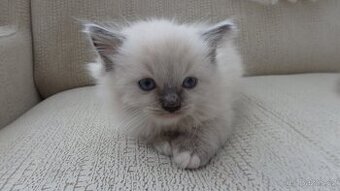 ragdoll,radgoll,koťata