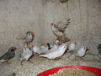 Zebřičky-letošní odchov