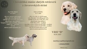Štěňata s průkazem původu Golden retriever - Zlatý retrívr