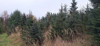 Prodej přerostlých vánočních stromů