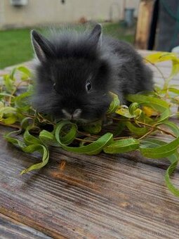 Zakrslý králíček